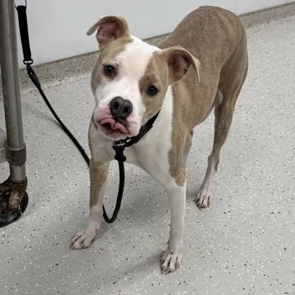 A young medium-sized female Yellow / Tan / Blond / Fawn Pit Bull Terrier dog named Stella for adoption in Indianapolis, IN