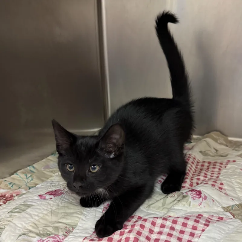 A baby medium-sized male Black Domestic Short Hair cat named Grizzly for adoption in Latrobe, PA