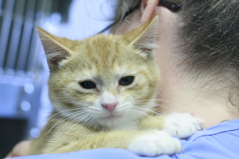 An adult medium-sized male Domestic Short Hair cat named Wilbur for adoption in Lancaster, PA
