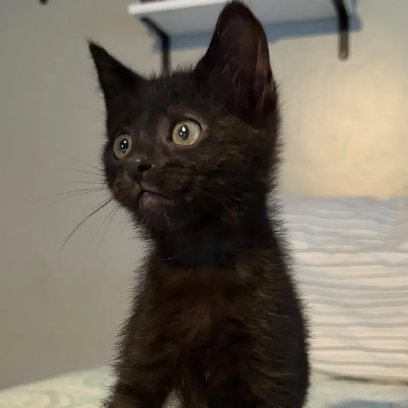 A baby small-sized female Black Domestic Short Hair cat named Hemisphere for adoption in Indianapolis, IN