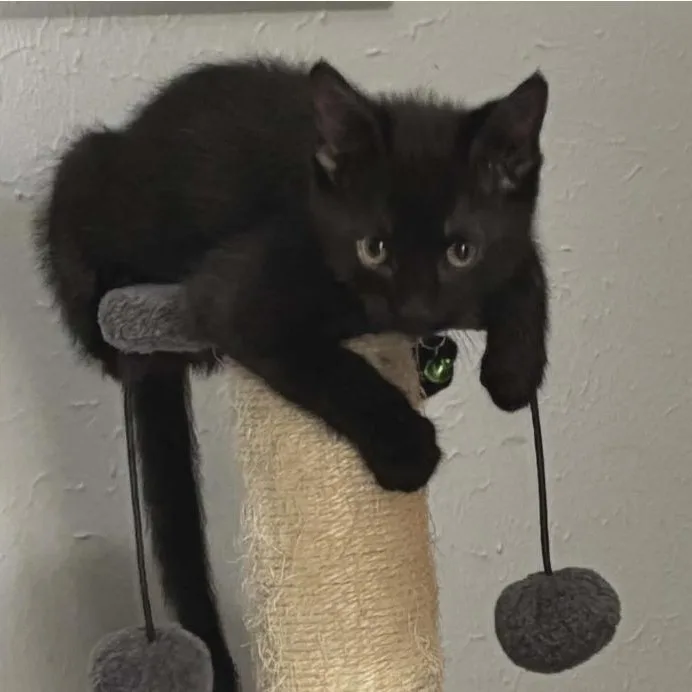 A baby medium-sized male Black Domestic Short Hair cat named Little Middy for adoption in Warr Acres, OK