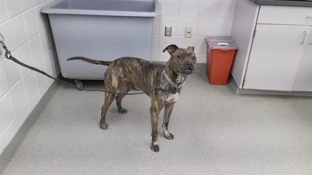 A young medium-sized female Boxer dog named Michelle for adoption in Omaha, NE