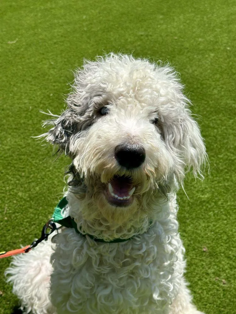 An adult large-sized male White / Cream Mixed Breed dog named Wally for adoption in Alexandria, VA