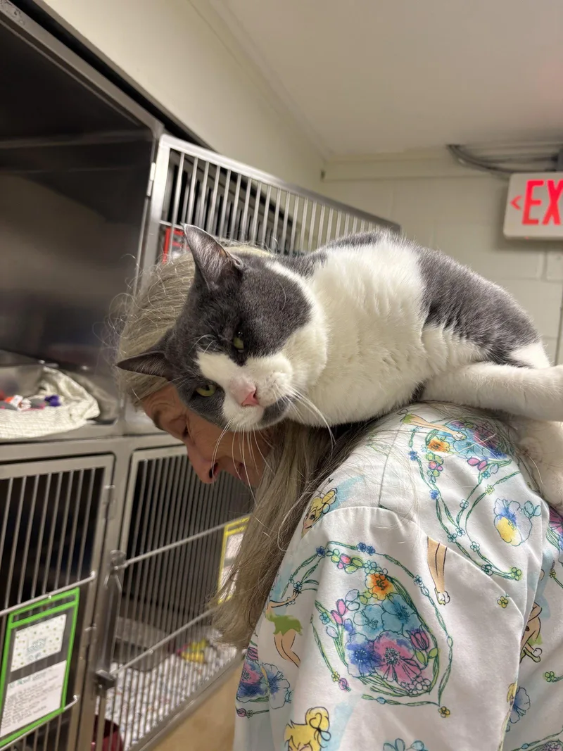 A young medium-sized male Gray & White Domestic Short Hair cat named Asta for adoption in Brick, NJ