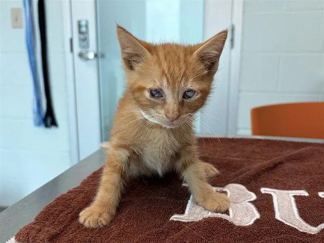 A baby small-sized male Orange / Red Domestic Short Hair cat named Abe for adoption in Tavares, FL