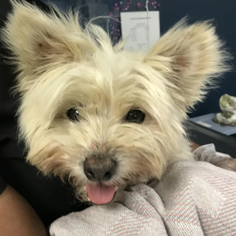 An adult small-sized male White / Cream West Highland White Terrier / Westie dog named Benji for adoption in Newark, NJ