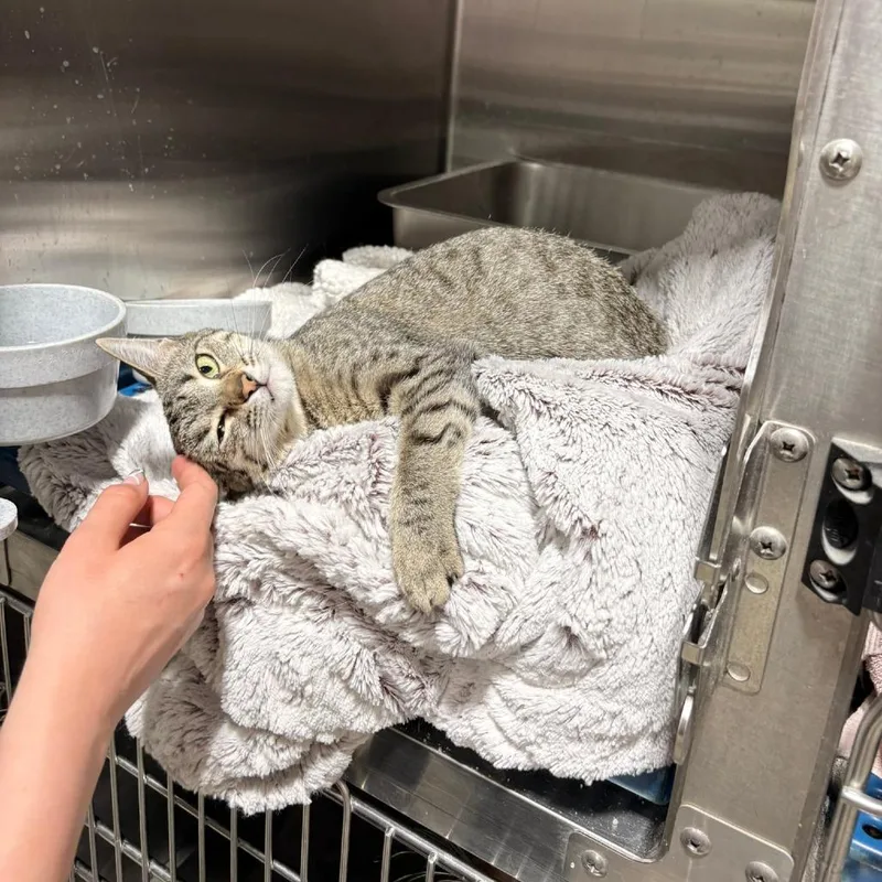 A young medium-sized female Brown / Chocolate Domestic Short Hair cat named Dee for adoption in St. Paul, MN