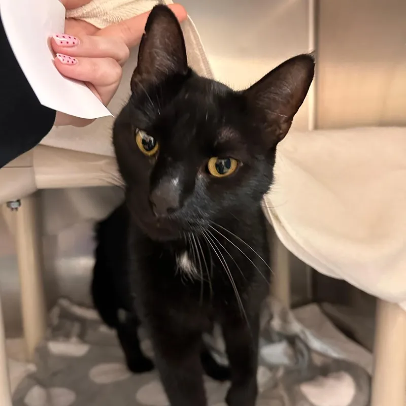 An adult large-sized male Domestic Short Hair cat named Jack for adoption in Springfield, MA