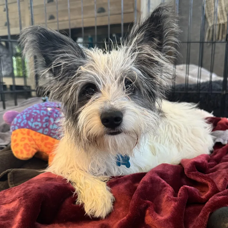An adult small-sized female Gray / Blue / Silver Terrier dog named Lauren for adoption in Fort Collins, CO