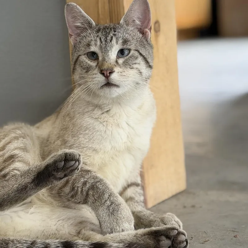 An adult medium-sized male Gray / Blue / Silver Domestic Short Hair cat named Dudley for adoption in Wadena, MN
