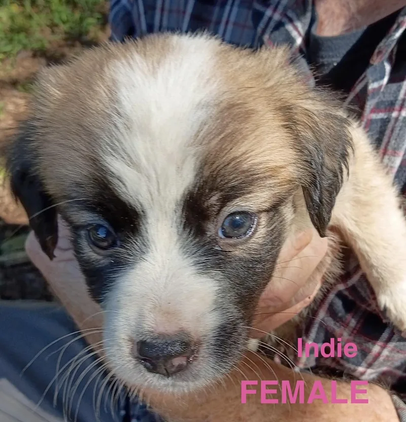 A baby medium-sized female Shepherd dog named Indie for adoption in Stuart, VA