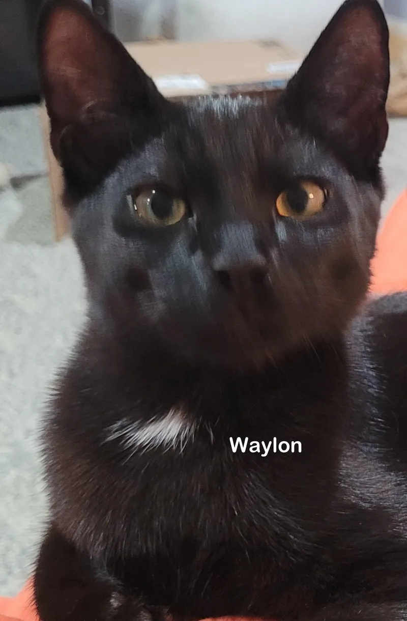 Waylon thumbnail 2