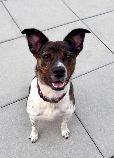 A young medium-sized male Merle (Red) Cattle Dog dog named Coquito for adoption in Far Rockaway, NY