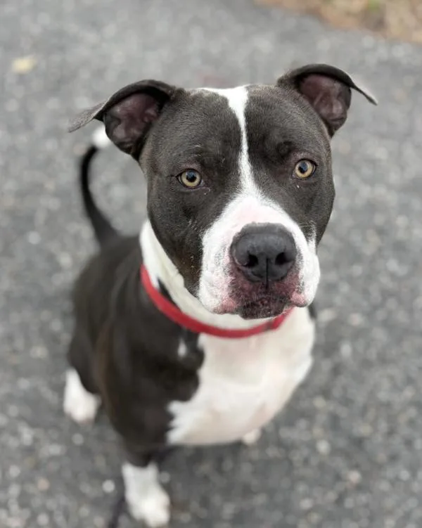 An adult large-sized male Pit Bull Terrier dog named Richard for adoption in Virginia Beach, VA