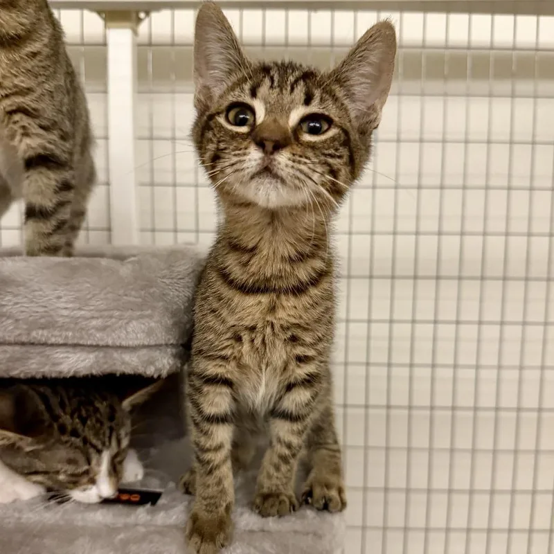 A baby small-sized female Domestic Short Hair cat named Jane for adoption in Winder, GA