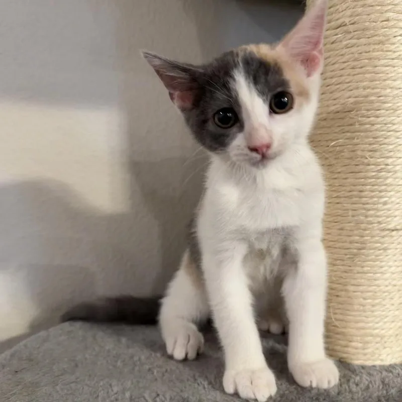 A baby small-sized female Calico Domestic Short Hair cat named Mini for adoption in Midland, TX