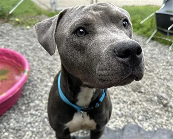 A young medium-sized male Pit Bull Terrier dog named Mucho for adoption in Anchorage, AK