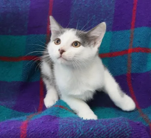 A young medium-sized male Gray & White Domestic Short Hair cat named Urkle for adoption in Thief River Falls, MN