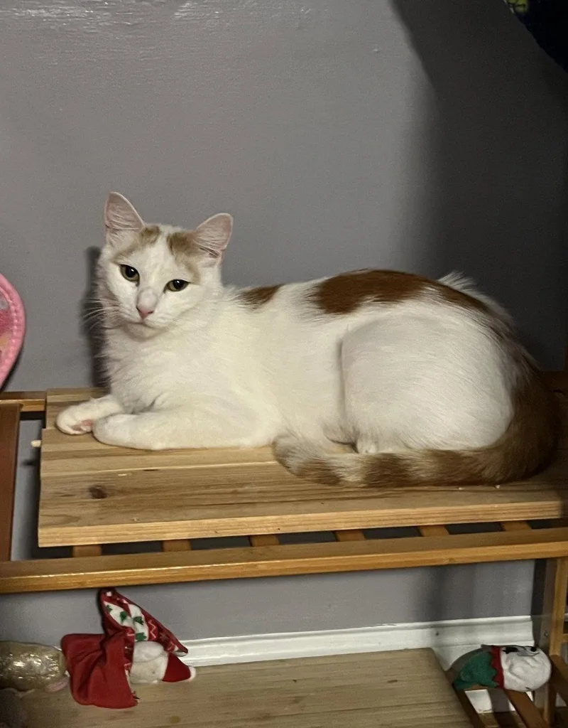 An adult medium-sized female Domestic Short Hair cat named Velma for adoption in Rootstown, OH
