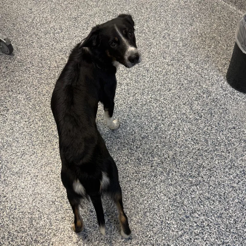 A young medium-sized male Collie dog named Wiley for adoption in Great Falls, MT