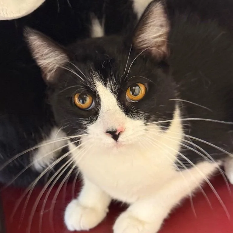 A young medium-sized female Domestic Short Hair cat named Pebbles for adoption in Columbia, IL