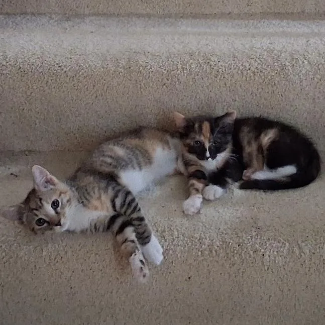 A baby small-sized female Domestic Short Hair cat named Nova for adoption in Milan, IL