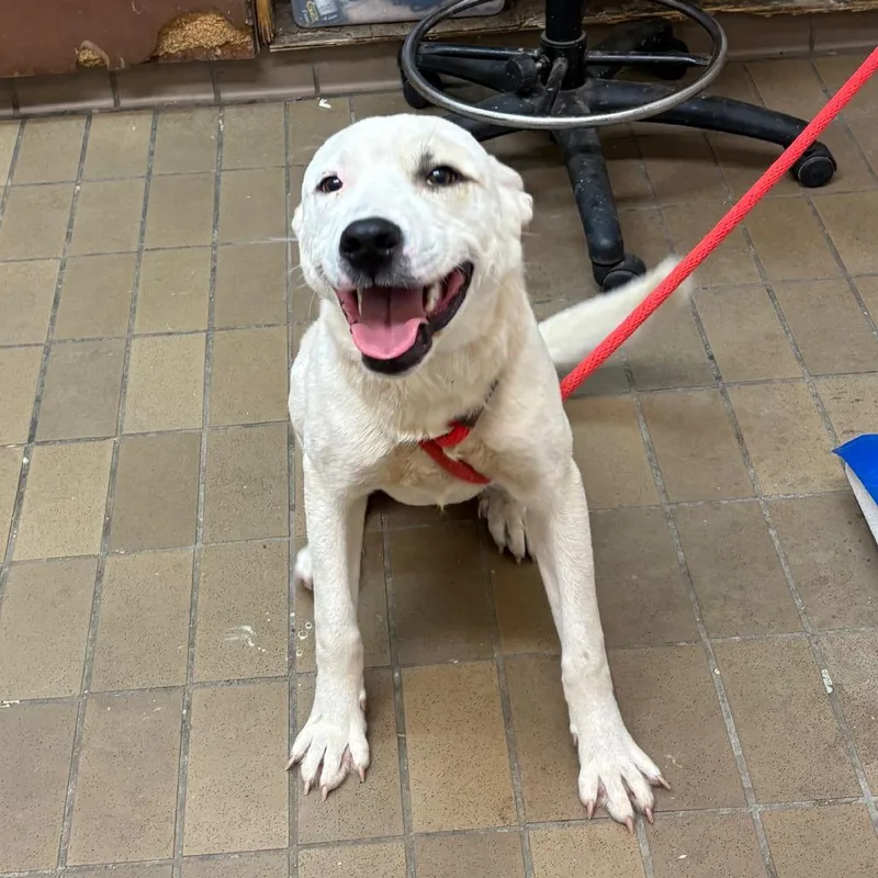 A young medium-sized male White / Cream Labrador Retriever dog named Burrell for adoption in Birmingham, AL