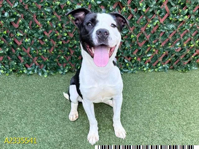 A young medium-sized female Mixed Breed dog named Jetty for adoption in West Palm Beach, FL