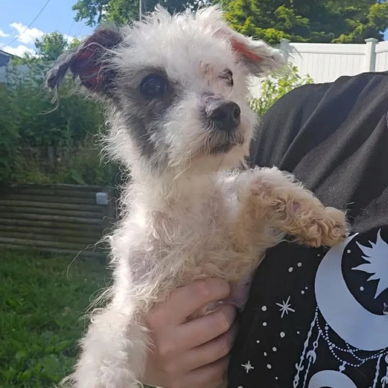 An adult small-sized female White / Cream Poodle dog named Crouton for adoption in Jarrettsville, MD
