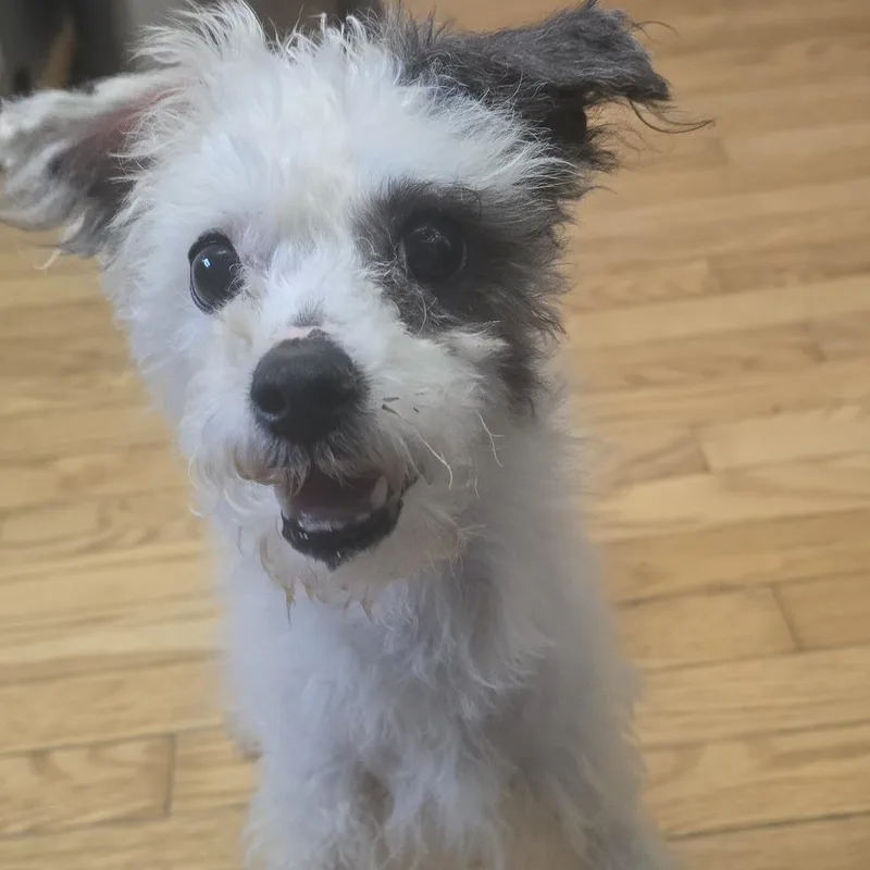 Crouton thumbnail 4