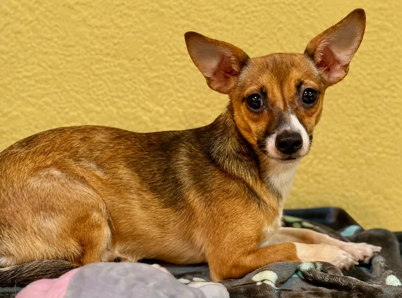 A young small-sized female Tricolor (Brown, Black, & White) Chihuahua dog named Sassy for adoption in Boca Raton, FL