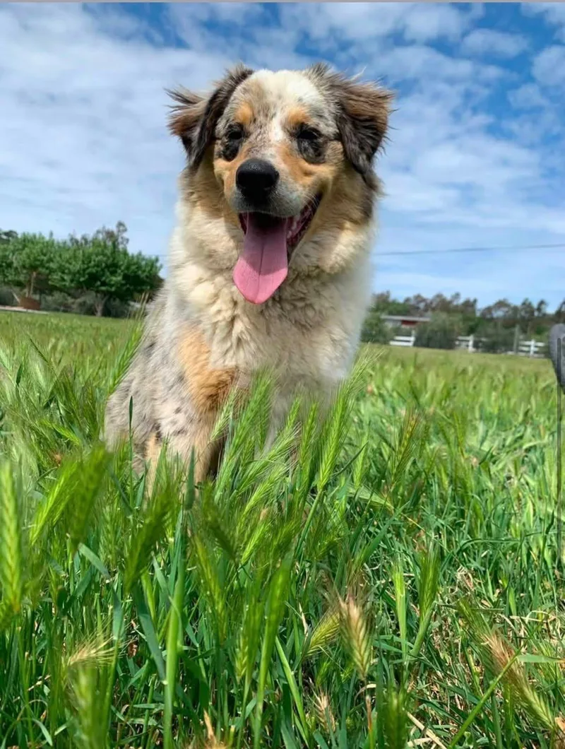 An adult medium-sized female Australian Shepherd dog named Stella for adoption in Coarsegold, CA