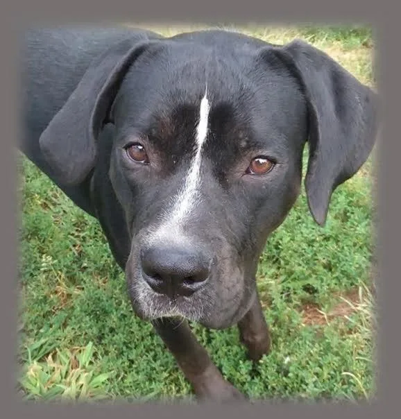 An adult medium-sized male Boxer dog named Pluto for adoption in Pottstown, PA