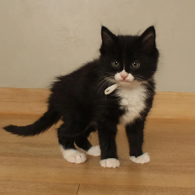 A baby small-sized female Domestic Medium Hair cat named Paisley Paver C for adoption in Minnetonka, MN