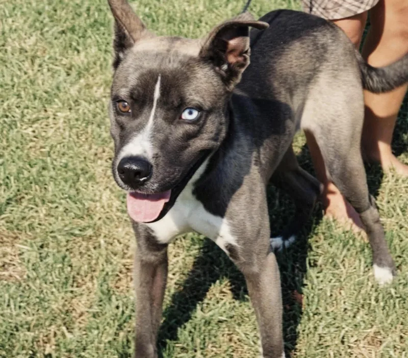 A young medium-sized male Mountain Cur dog named Blue for adoption in Houston, TX