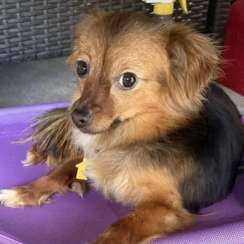 A baby small-sized female Yorkshire Terrier dog named Dolly for adoption in Cherry Hill, NJ