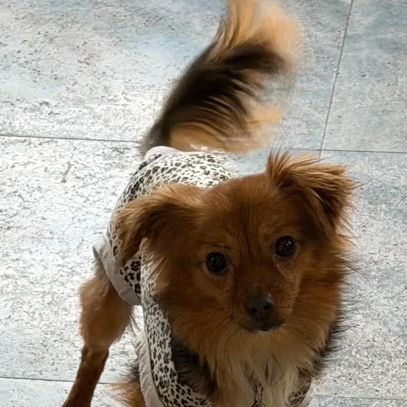 Dolly thumbnail 3