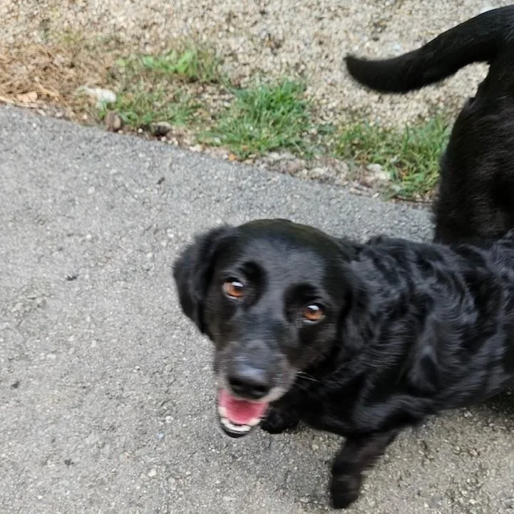 An adult medium-sized female Black Labrador Retriever dog named Lyla and Raven for adoption in Windsor, CT