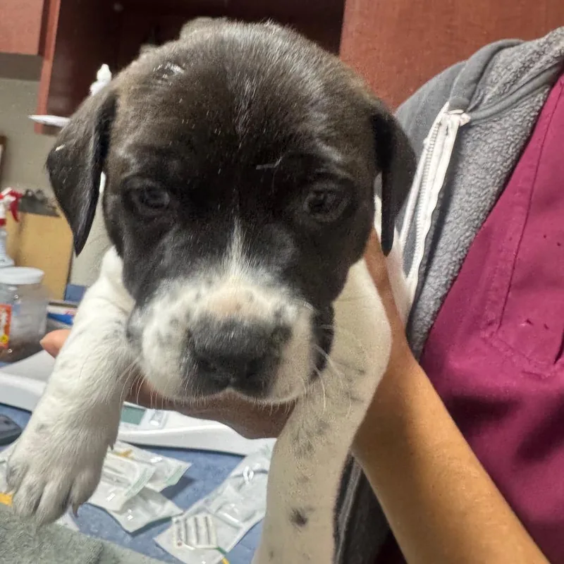 A baby small-sized female White / Cream Mixed Breed dog named Leafeon for adoption in Gainesville, FL