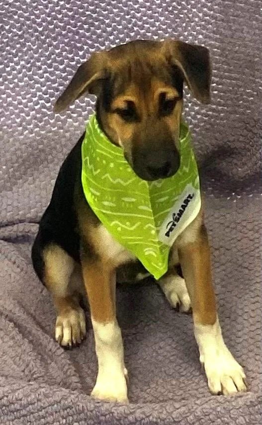 A baby medium-sized female Tricolor (Brown, Black, & White) Treeing Walker Coonhound dog named Toast for adoption in Lodi, CA