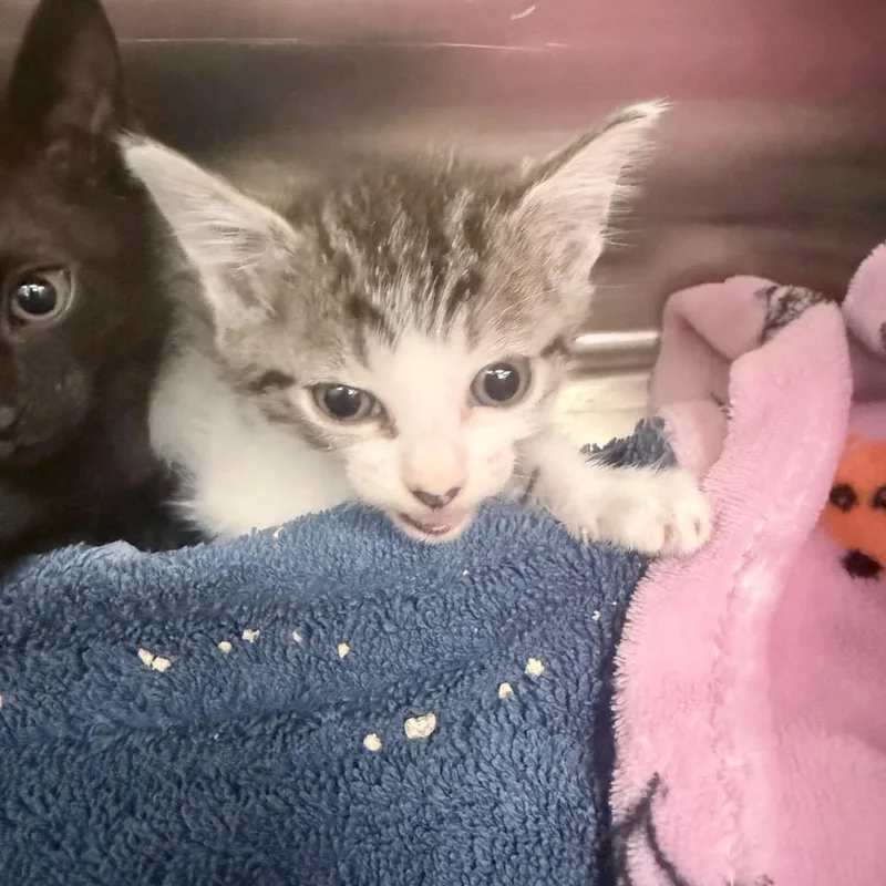 A baby small-sized female Brown / Chocolate Domestic Short Hair cat named Spaghetti for adoption in Jupiter, FL