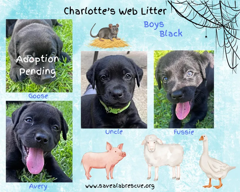 A baby large-sized male Black Labrador Retriever dog named Charlottes Web Litter Boys for adoption in Middletown, RI
