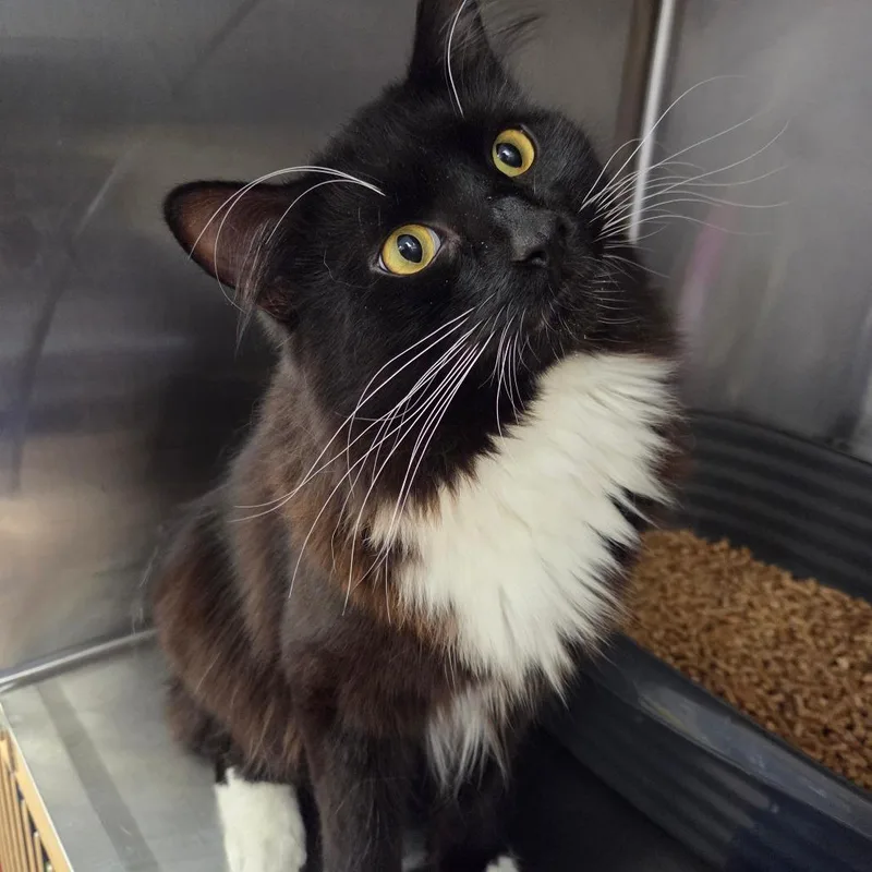 An adult medium-sized male Domestic Long Hair cat named Iroh for adoption in Spokane, WA