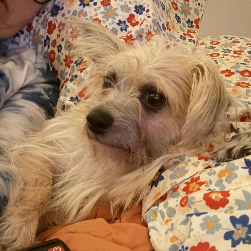 Lulu