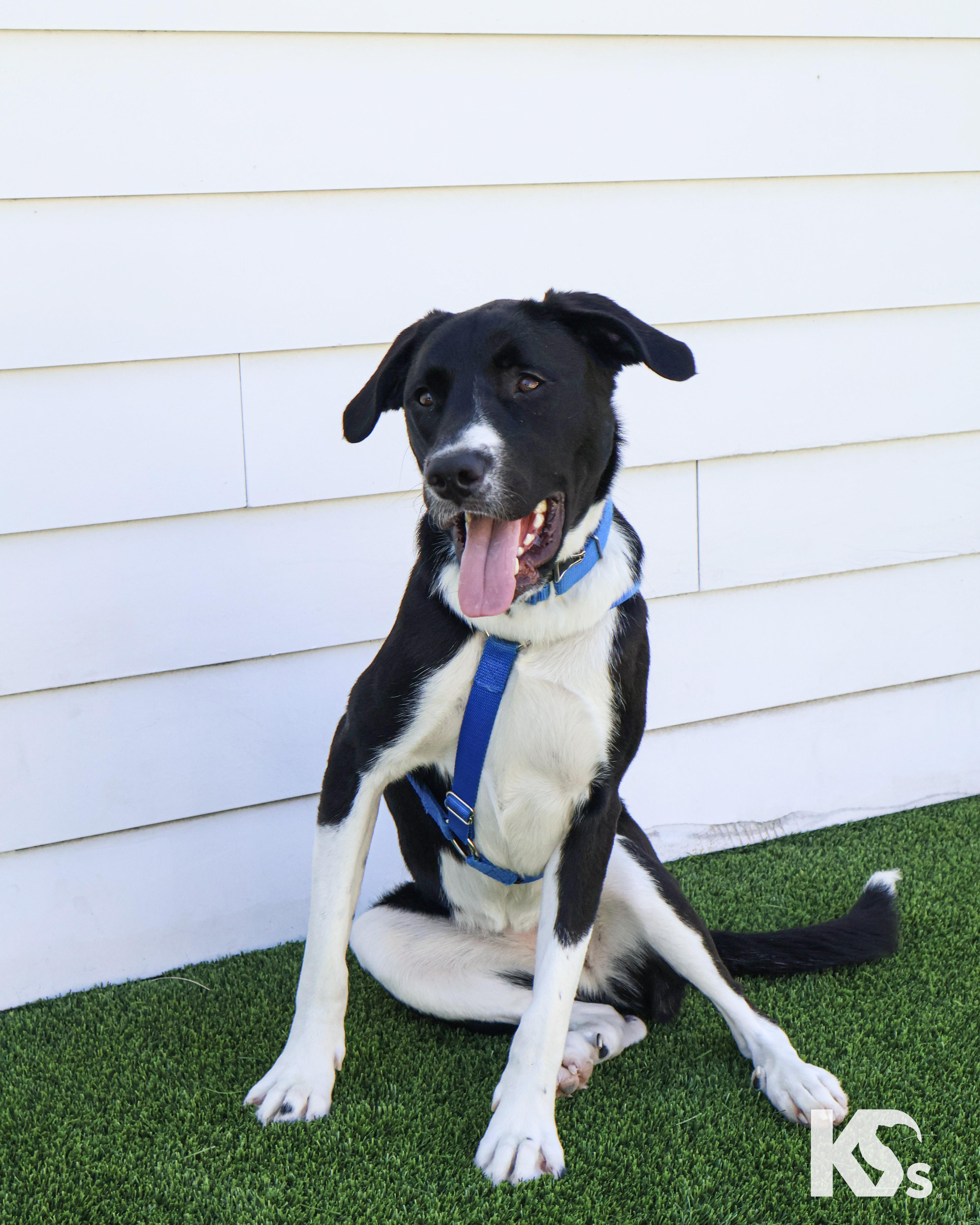 A young large-sized female Black Border Collie dog named Zoomie for adoption in Ponte Vedra, FL