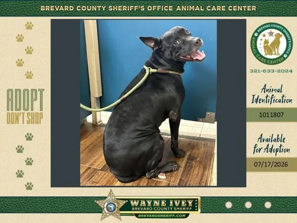 An adult large-sized female Mixed Breed dog named Mishi for adoption in Melbourne, FL