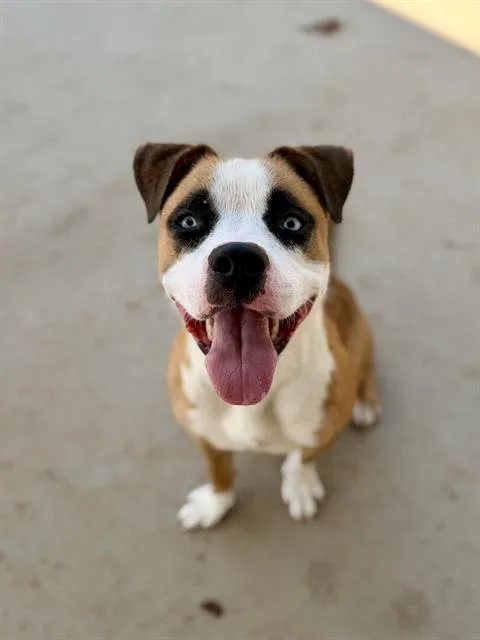 A young large-sized male Boxer dog named Dingo for adoption in Charlotte, NC