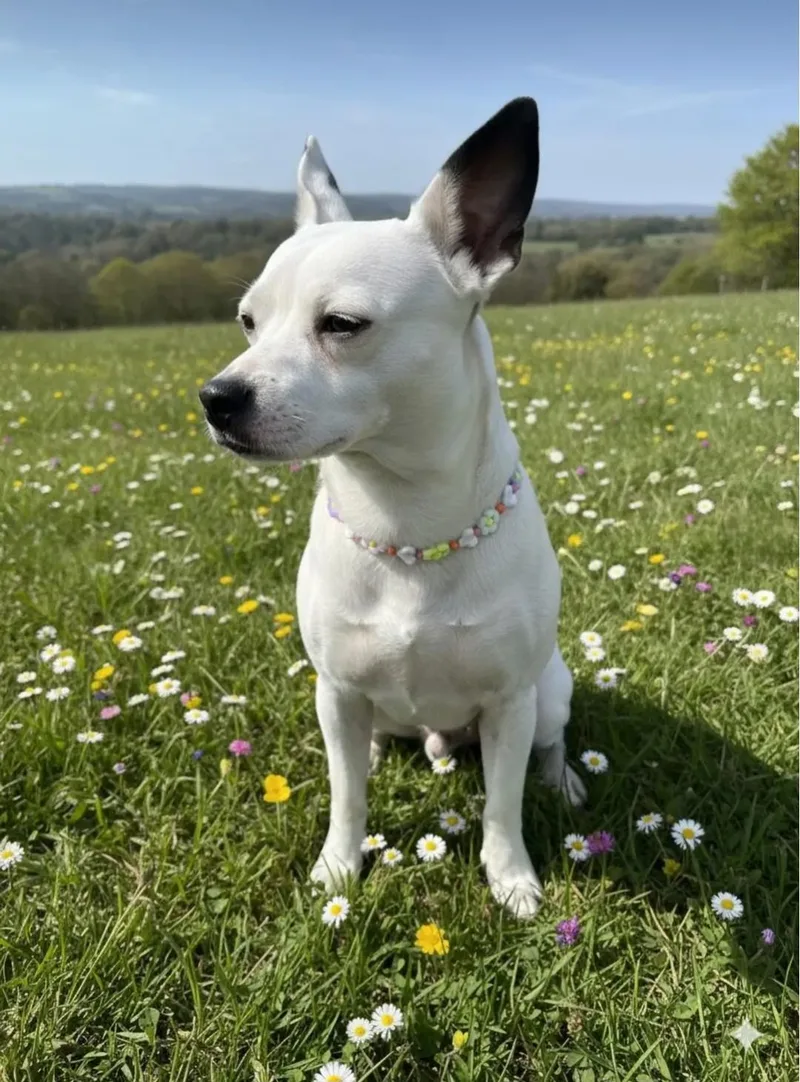 A young medium-sized female White / Cream Pit Bull Terrier dog named Bella Boo for adoption in Moore, OK