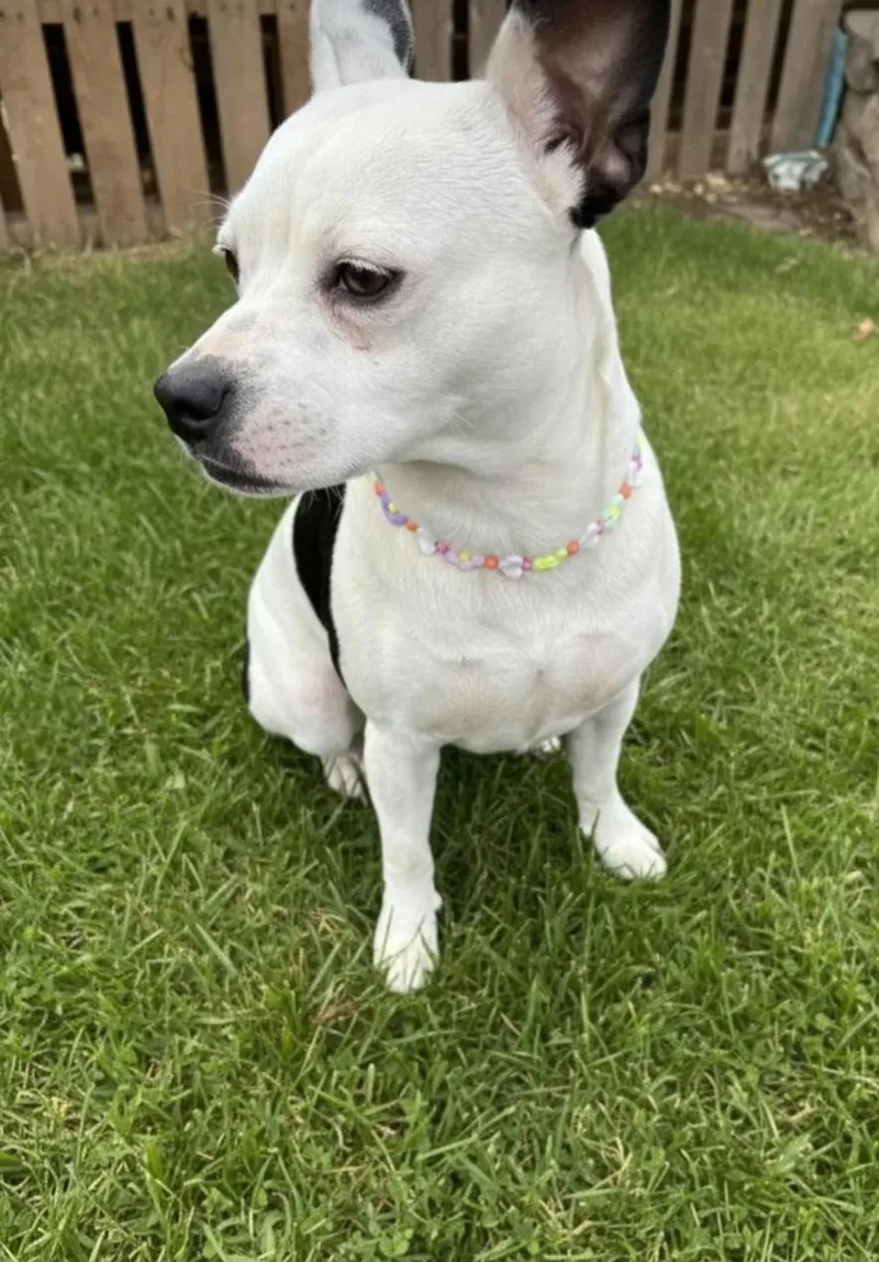 Bella Boo thumbnail 3