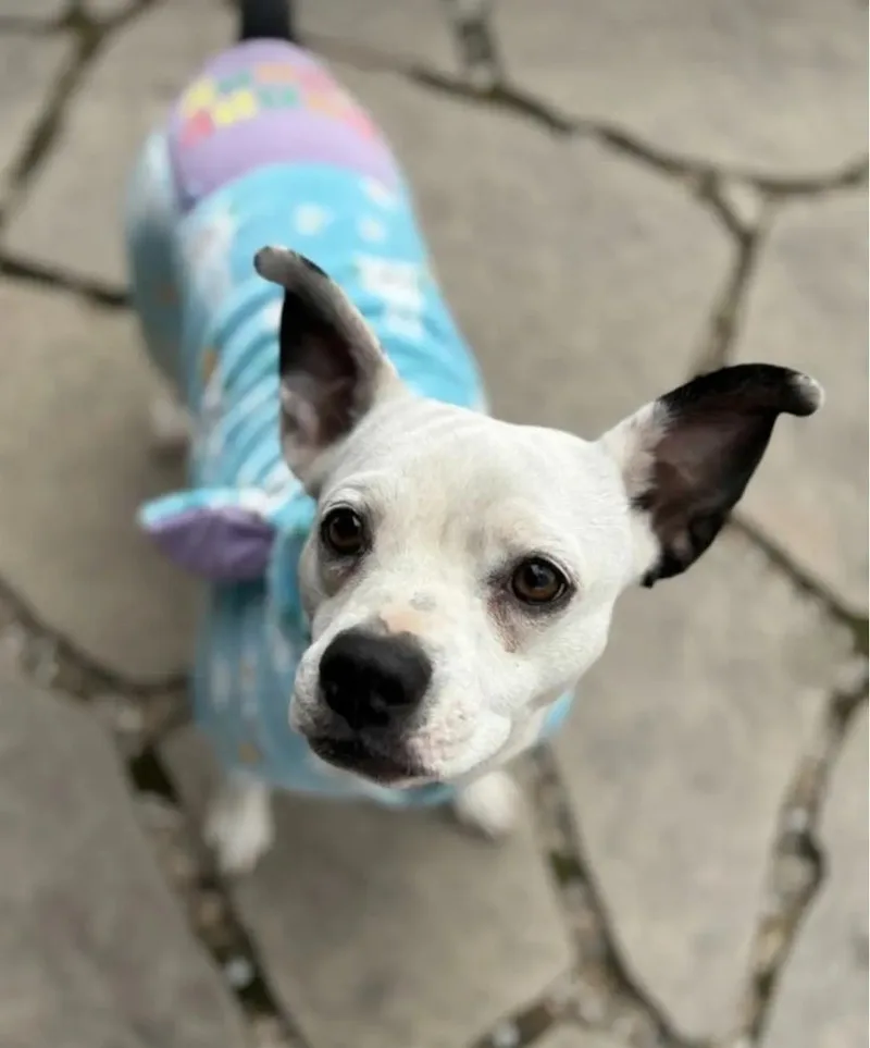 Bella Boo thumbnail 4